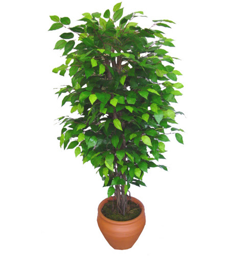 Ficus Benjamin 1,50 cm   Bayburt anneler gn iek yolla 