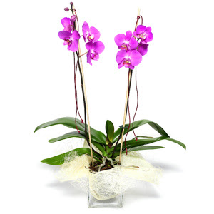  Bayburt iek sat  Cam yada mika vazo ierisinde  1 kk orkide