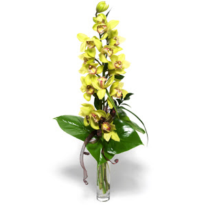  Bayburt nternetten iek siparii  cam vazo ierisinde tek dal canli orkide
