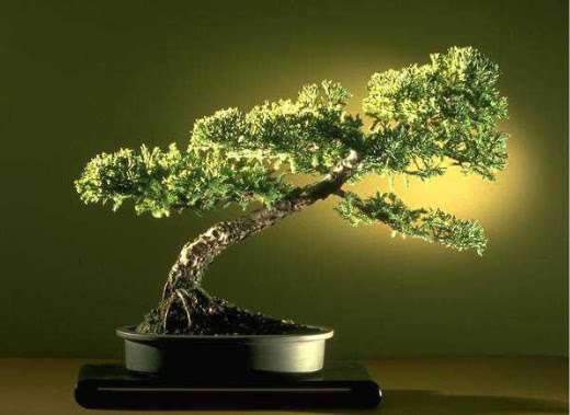 ithal bonsai saksi iegi  Bayburt ieki maazas 