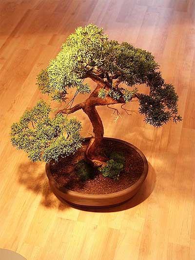 ithal bonsai saksi iegi  Bayburt iek maazas , ieki adresleri 
