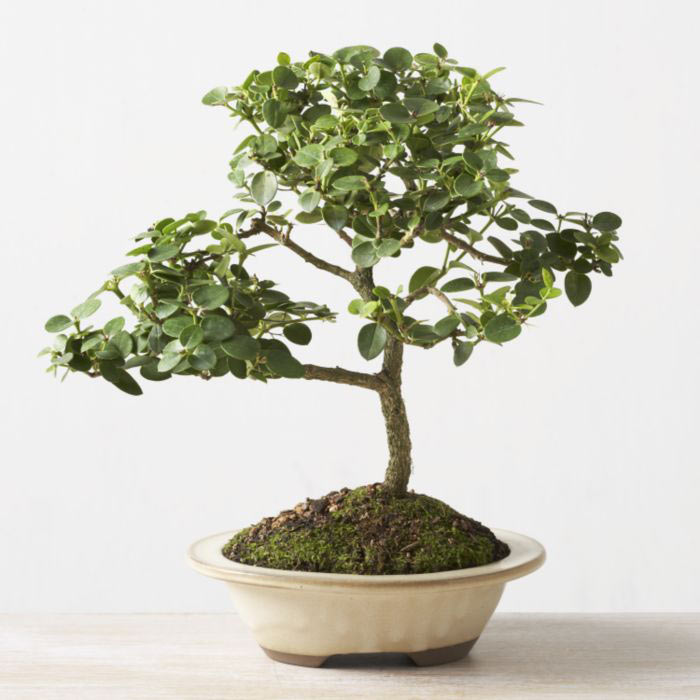 ithal bonsai saksi iegi  Bayburt iek online iek siparii 