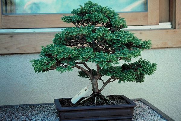 ithal bonsai saksi iegi  Bayburt 14 ubat sevgililer gn iek 