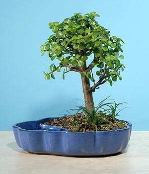 ithal bonsai saksi iegi  Bayburt iekiler 