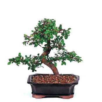 ithal bonsai saksi iegi  Bayburt iek siparii vermek 