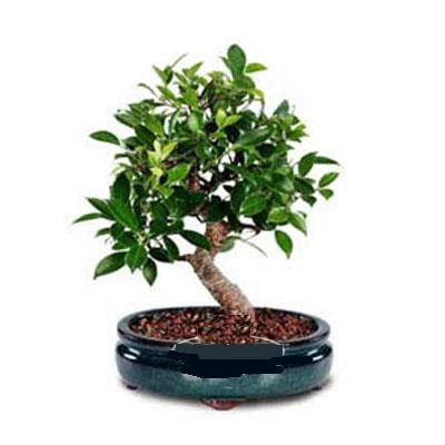 ithal bonsai saksi iegi  Bayburt iek siparii sitesi 