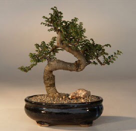ithal bonsai saksi iegi  Bayburt 14 ubat sevgililer gn iek 