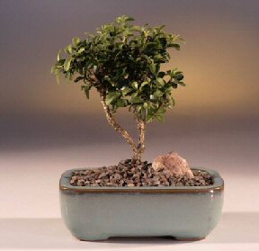  Bayburt iek yolla  ithal bonsai saksi iegi  Bayburt internetten iek sat 