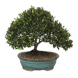  Bayburt ucuz iek gnder  ithal bonsai saksi iegi  Bayburt iek gnderme sitemiz gvenlidir 