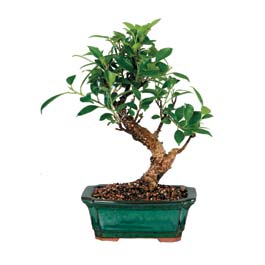  Bayburt iek siparii sitesi  ithal bonsai saksi iegi  Bayburt iek online iek siparii 