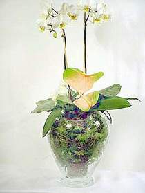  Bayburt iek sat  Cam yada mika vazoda zel orkideler