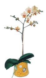  Bayburt online iek gnderme sipari  Phalaenopsis Orkide ithal kalite