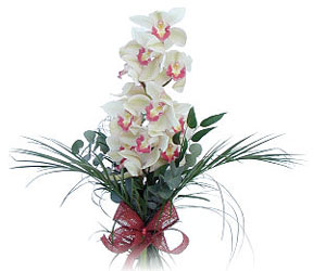  Bayburt iek siparii sitesi  Dal orkide ithal iyi kalite