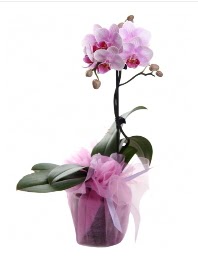 1 dal pembe orkide saks iei  Bayburt kaliteli taze ve ucuz iekler 