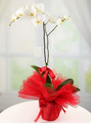 1 dal beyaz orkide saks iei  Bayburt yurtii ve yurtd iek siparii 