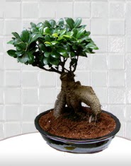saks iei japon aac bonsai  Bayburt kaliteli taze ve ucuz iekler 