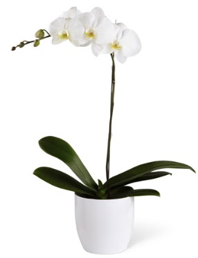 1 dall beyaz orkide  Bayburt 14 ubat sevgililer gn iek 