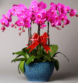 7 dall mor orkide  Bayburt iek online iek siparii 