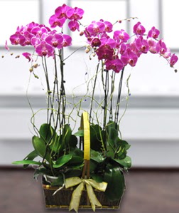 4 dall mor orkide  Bayburt gvenli kaliteli hzl iek 