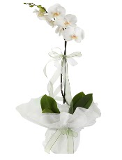 1 dal beyaz orkide iei  Bayburt iek siparii vermek 