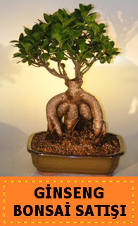 Ginseng bonsai sat japon aac  Bayburt cicek , cicekci 