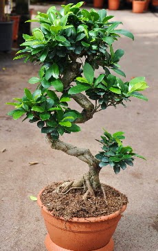 Orta boy bonsai saks bitkisi  Bayburt internetten iek siparii 