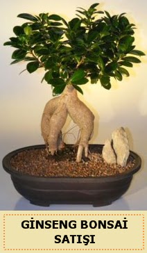 thal Ginseng bonsai sat japon aac  Bayburt iek siparii sitesi 