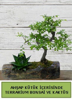 Ahap ktk bonsai kakts teraryum  Bayburt internetten iek siparii 