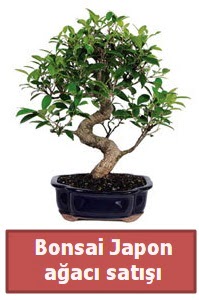Japon aac bonsai sat  Bayburt iek siparii sitesi 