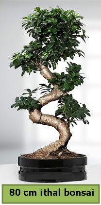 80 cm zel saksda bonsai bitkisi  Bayburt ieki telefonlar 