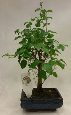 Minyatr bonsai japon aac sat  Bayburt ieki telefonlar 