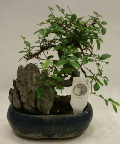thal 1.ci kalite bonsai japon aac  Bayburt iek sat 