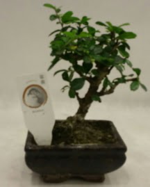 Kk minyatr bonsai japon aac  Bayburt iek gnderme 