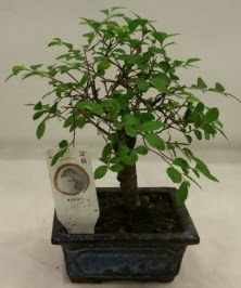 Minyatr ithal japon aac bonsai bitkisi  Bayburt iek sat 