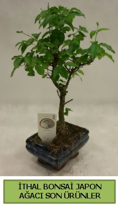 thal bonsai japon aac bitkisi  Bayburt hediye sevgilime hediye iek 