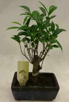 Japon aac bonsai bitkisi sat  Bayburt ieki telefonlar 