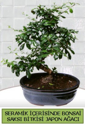 Seramik vazoda bonsai japon aac bitkisi  Bayburt iek siparii sitesi 