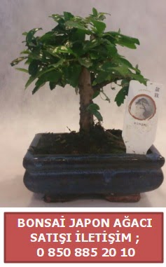 Japon aac minyar bonsai sat  Bayburt iek sat 