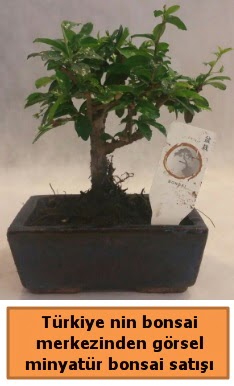 Japon aac bonsai sat ithal grsel  Bayburt iek yolla 