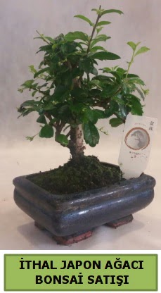 thal japon aac bonsai bitkisi sat  Bayburt ieki telefonlar 