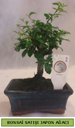 Minyatr bonsai aac sat  Bayburt iek gnderme 