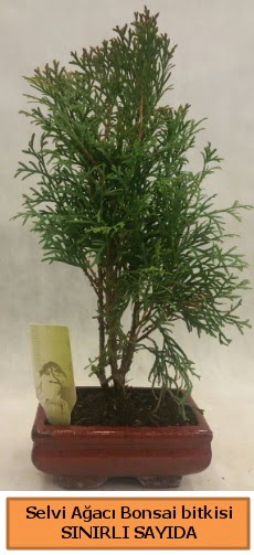 Selvi aac bonsai japon aac bitkisi  Bayburt iek sat 