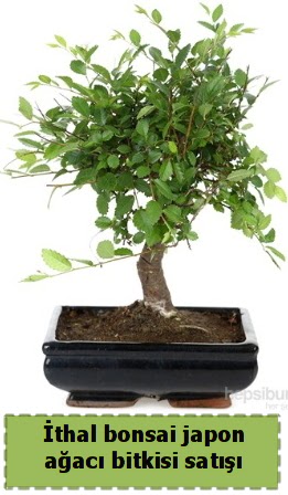 thal bonsai saks iei Japon aac sat  Bayburt nternetten iek siparii 