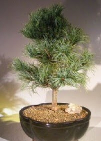am aac bonsai bitkisi sat  Bayburt ucuz iek gnder 