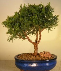 Servi am bonsai japon aac bitkisi  Bayburt iek yolla 
