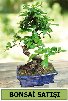 am bonsai japon aac sat  Bayburt iek sat 
