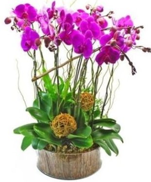 Ahap ktkte lila mor orkide 8 li  Bayburt internetten iek sat 