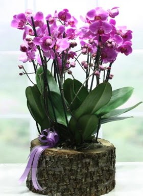 Ktk ierisinde 6 dall mor orkide  Bayburt ucuz iek gnder 