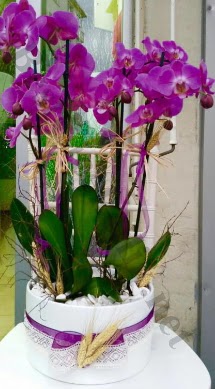 Seramik vazoda 4 dall mor lila orkide  Bayburt online iek gnderme sipari 
