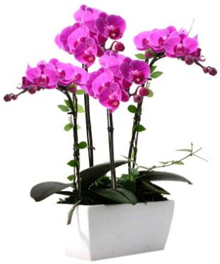 Seramik vazo ierisinde 4 dall mor orkide  Bayburt iek sat 
